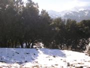 Nieve en Tejeda. Málaga, Andalucía